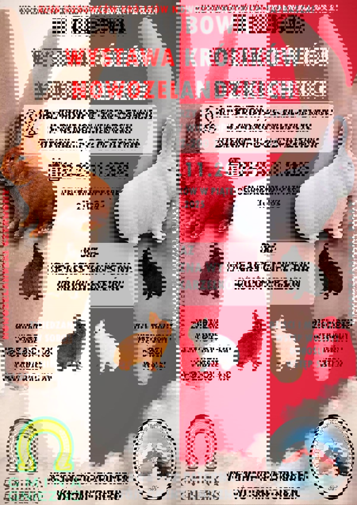 wystawa królików.jpg