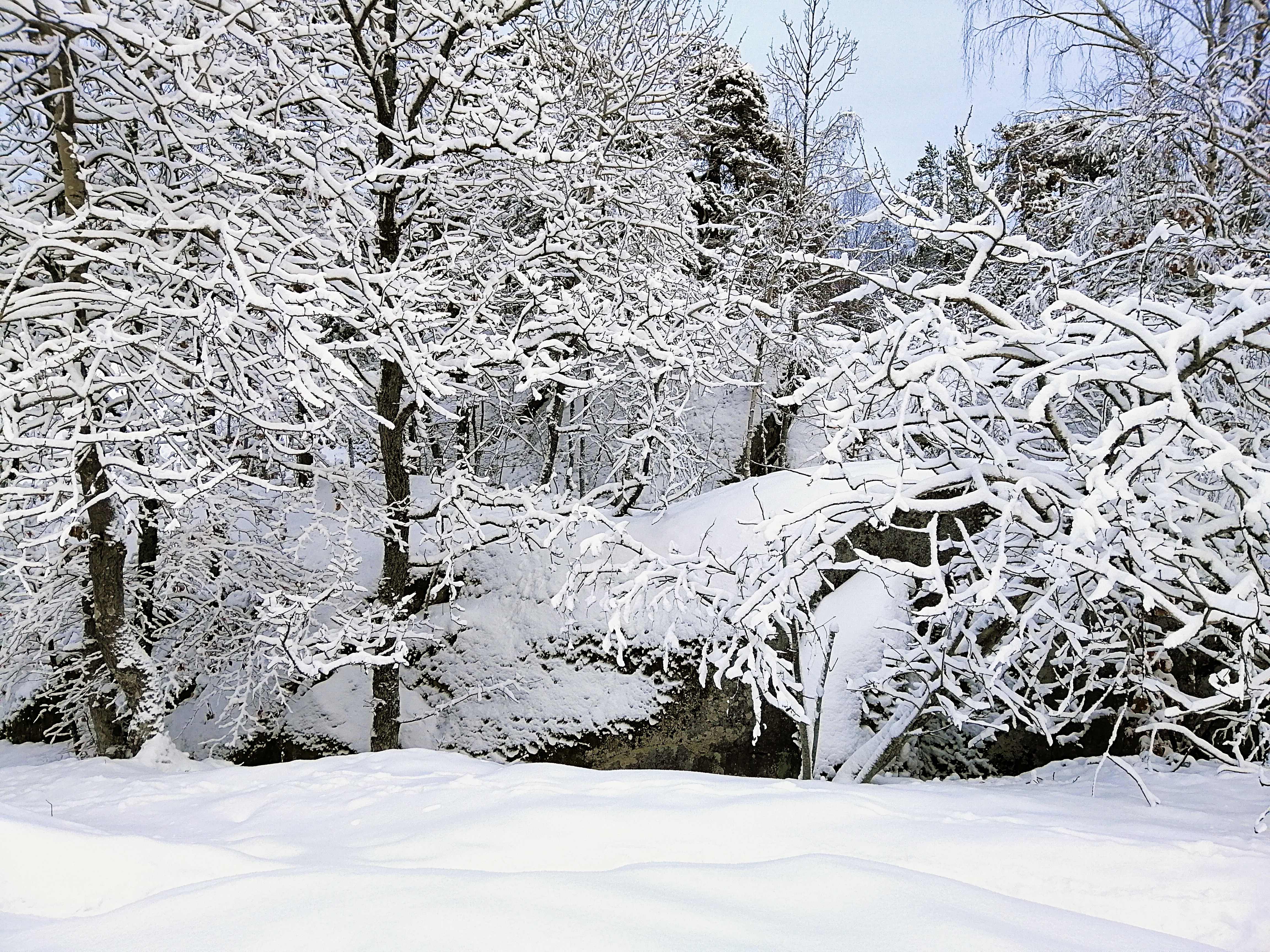 freepik. Śnieg w lesie.jpg