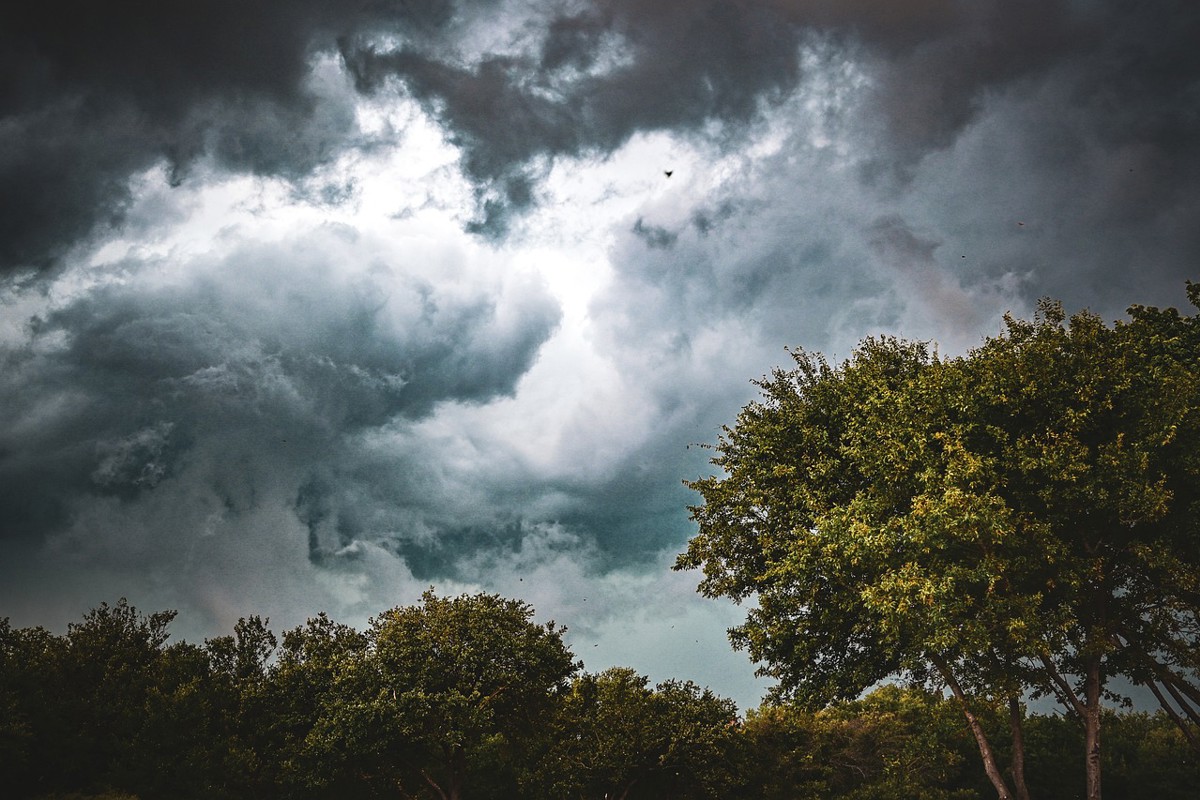 trees-7437470_1280.jpg