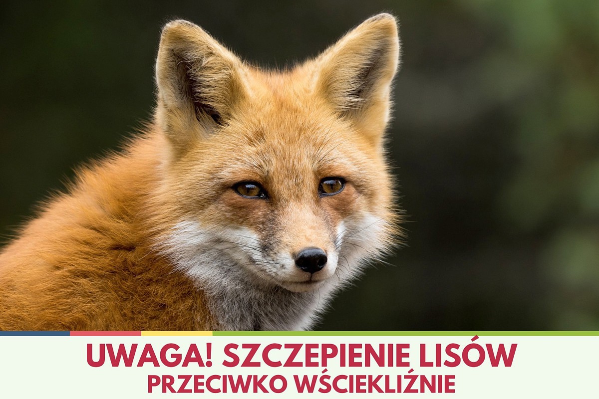 13507 lis infografika z lisem.jpg