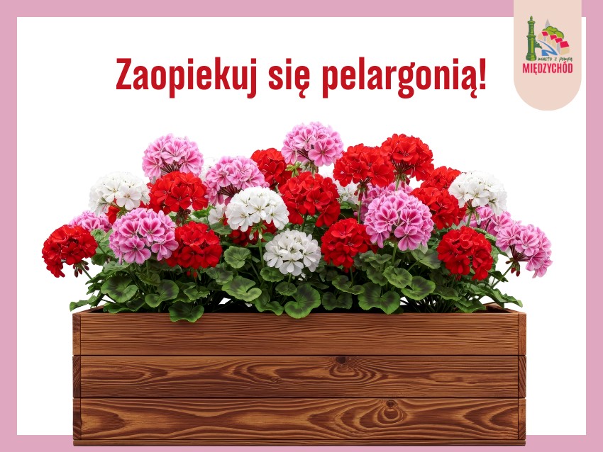 międzychód cover(28).png