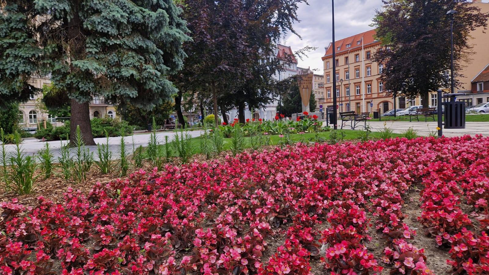Odnowiony plac Grunwaldzki (4).jpg