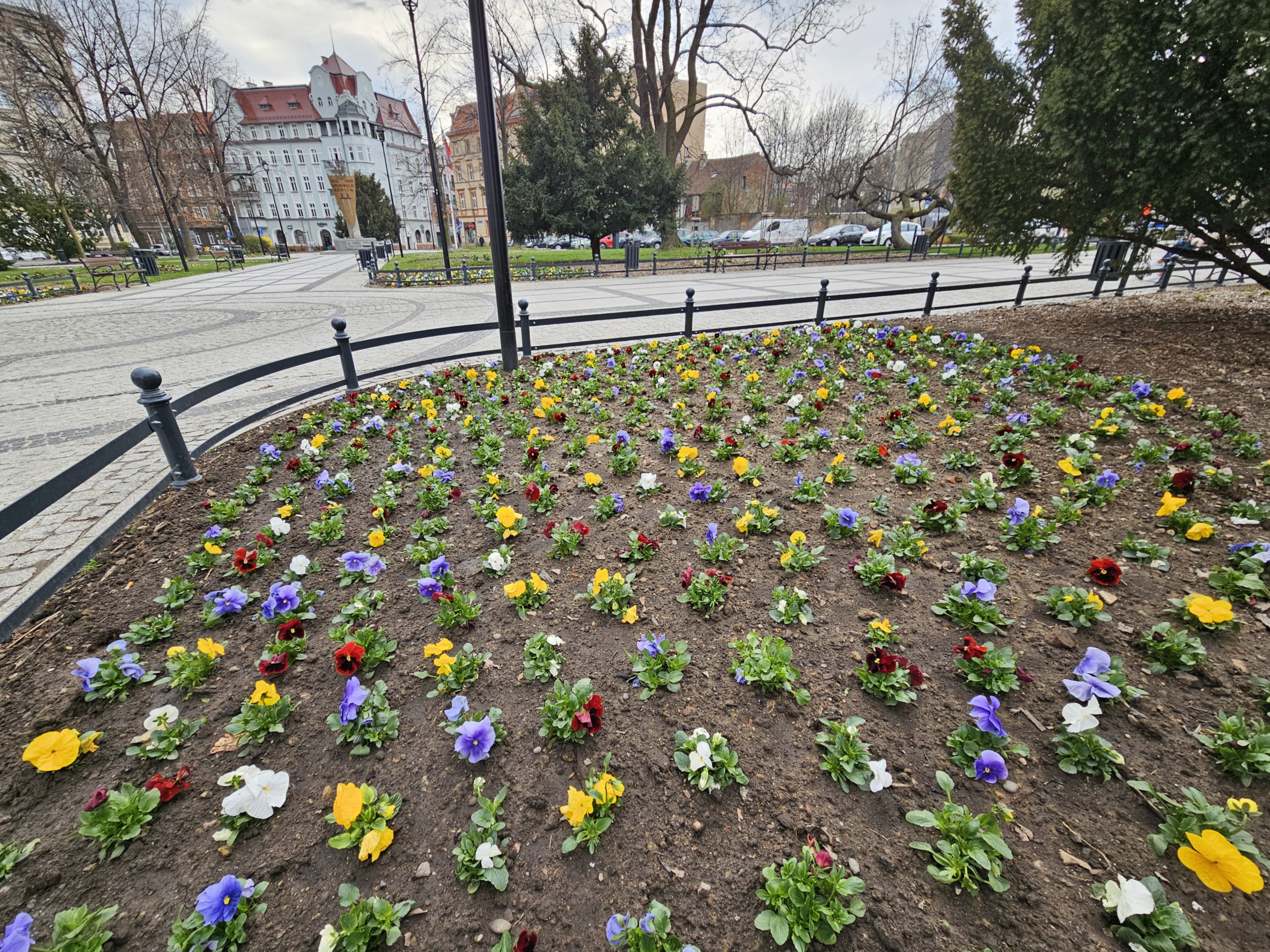 Pierwsze wiosenne kwiaty w Świdnicy (3).jpeg