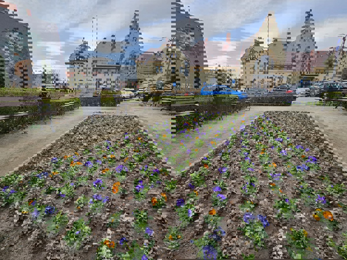 Pierwsze wiosenne kwiaty w Świdnicy.jpeg