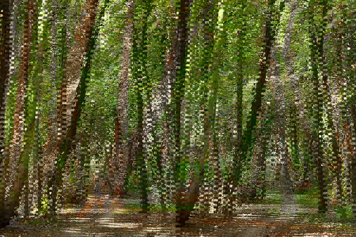 Przypominamy nieprzerwane wydawanie zaświadczeń.jpg