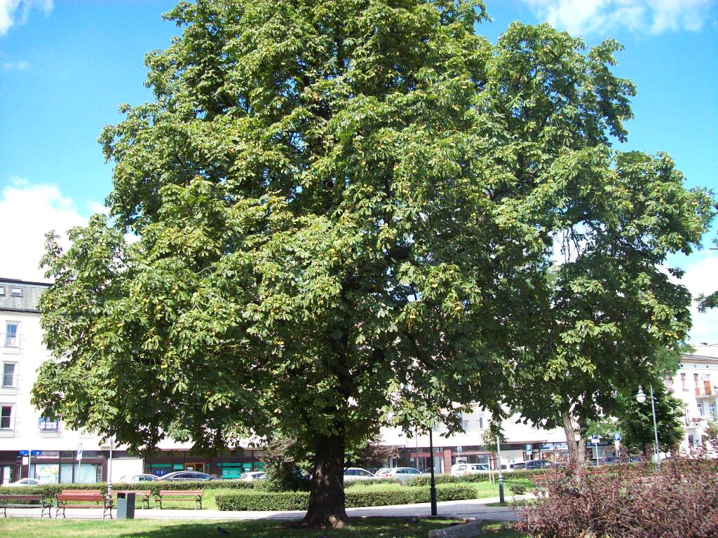 kasztanowiec na zielonym rynku ok.jpg