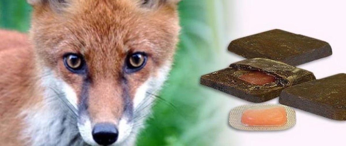 szczepienie lisów przeciwko wściekliźnie.jpg